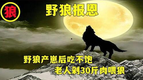 遇狼吃瓜人免费阅读,一场惊心动魄的免费阅读冒险之旅  第3张